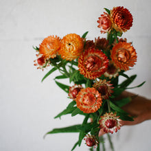 Load image into Gallery viewer, Strawflower - King Size Salmon Seed