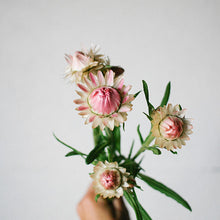 Load image into Gallery viewer, Strawflower - Monstrosum Silvery Rose Seed