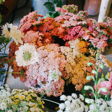Load image into Gallery viewer, Yarrow - Colorado Mix Seed