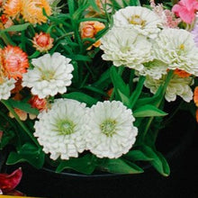 Load image into Gallery viewer, Zinnia - Benary's Giant White Seed