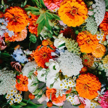 Load image into Gallery viewer, Zinnia - Benary's Giant Orange Seed