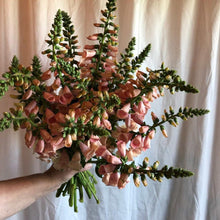 Load image into Gallery viewer, Foxglove - Dalmatian Peach Seed