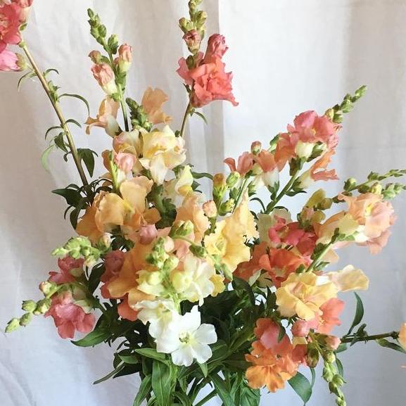 Snapdragon Chantilly Light Salmon Seed Lily Stone Gardens