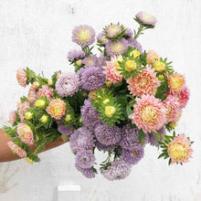 Load image into Gallery viewer, Aster - Lady Coral Lavender Seed