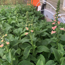 Load image into Gallery viewer, Foxglove - Dalmatian Peach Seed
