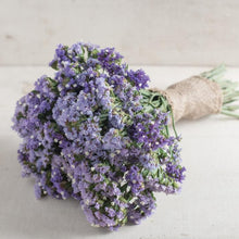 Load image into Gallery viewer, Statice - Seeker Pastel Blue Seed