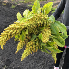 Load image into Gallery viewer, Amaranthus - Autumn's Touch Seed