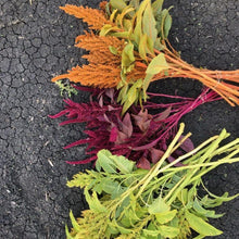 Load image into Gallery viewer, Amaranthus - Hot Biscuits Seed