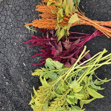 Load image into Gallery viewer, Amaranthus - Autumn's Touch Seed