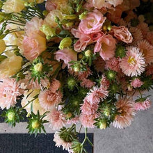 Load image into Gallery viewer, Aster - King Size Apricot Seed