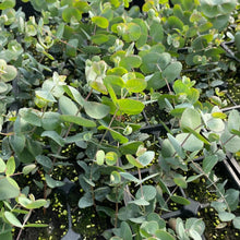 Load image into Gallery viewer, Eucalyptus - Cinerea Silver Dollar Tree Seed