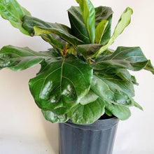 Load image into Gallery viewer, 10" Plant