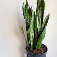 Load image into Gallery viewer, 10" Plant