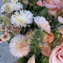 Load image into Gallery viewer, Aster - King Size Apricot Seed