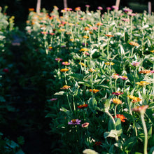 Load image into Gallery viewer, 2026 U-Pick Flower Farm- Booking Reservation