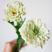 Load image into Gallery viewer, Zinnia - Benary's Giant White Seed