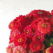 Load image into Gallery viewer, Zinnia - Benary's Giant Coral Seed