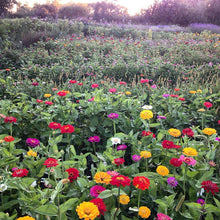 Load image into Gallery viewer, Zinnia - Giant Dahlia Mix Seed
