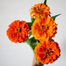 Load image into Gallery viewer, Zinnia - Benary's Giant Orange Seed