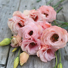 Load image into Gallery viewer, Lisianthus - Arena 3 Apricot Seed
