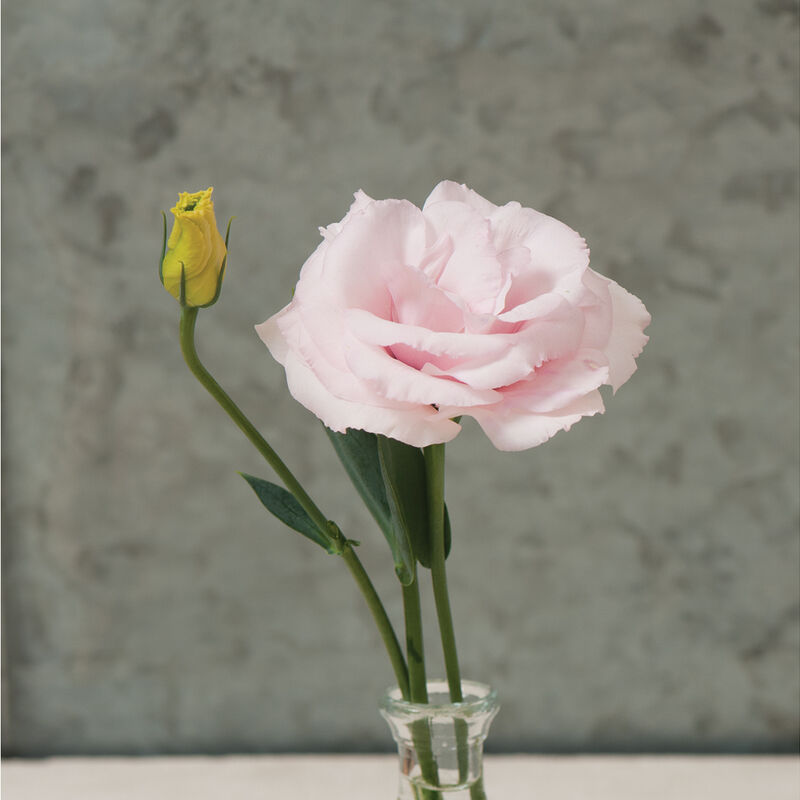 Lisianthus - Arena 3 Baby Pink Seed