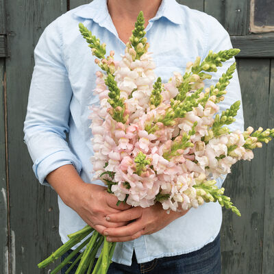 Snapdragon - Costa Silver Seed