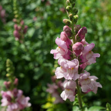 Load image into Gallery viewer, Snapdragon - Potomac Lavender Seed
