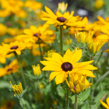 Load image into Gallery viewer, Rudbeckia - Indian Summer Seed
