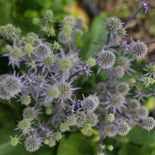 Load image into Gallery viewer, Eryngium - Blue Glitter Seed
