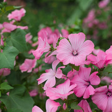Load image into Gallery viewer, Lavatera - Silver Cup Seed
