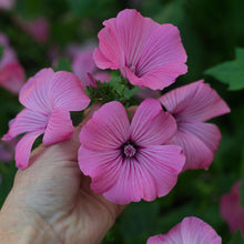 Load image into Gallery viewer, Lavatera - Silver Cup Seed
