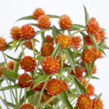 Load image into Gallery viewer, Gomphrena - QIS Orange Seed
