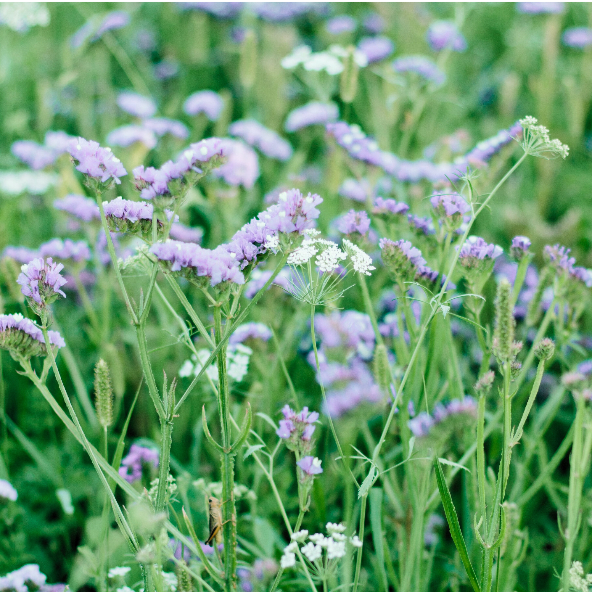 Statice - Seeker Pastel Blue Seed – Lily Stone Gardens