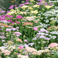 Load image into Gallery viewer, Yarrow - Colorado Mix Seed
