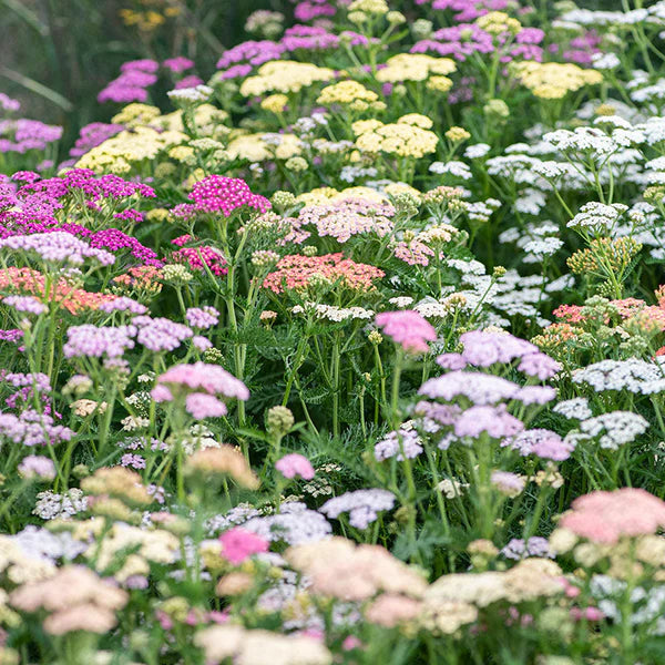 Yarrow - Colorado Mix Seed