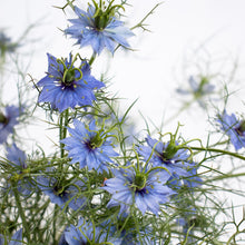 Load image into Gallery viewer, Nigella - Miss Jekyll Indigo Seed

