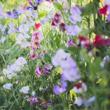 Load image into Gallery viewer, Sweet Pea - Streamers Mix Seed
