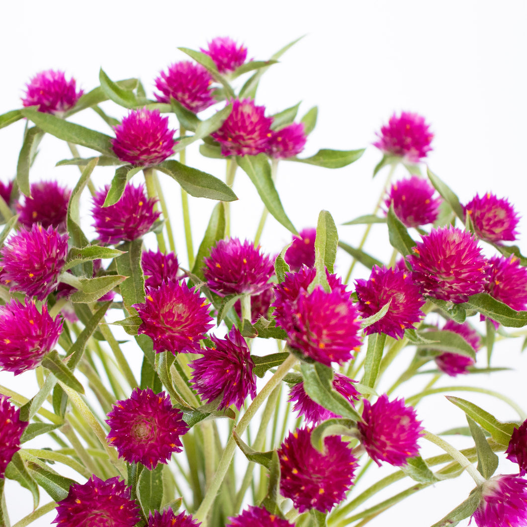 Gomphrena - QIS Carmine Seed
