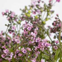 Load image into Gallery viewer, Forget Me Nots - Mystery Rose Seed
