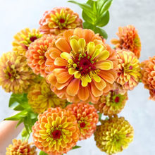 Load image into Gallery viewer, Zinnia - Queen Lime Orange Seed
