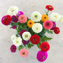 Load image into Gallery viewer, Zinnia - Oklahoma Mix Seed
