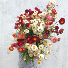 Load image into Gallery viewer, Strawflower - Monstrosum Tall Mix Seed
