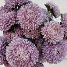 Load image into Gallery viewer, Aster - Lady Coral Lavender Seed
