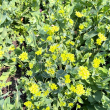 Load image into Gallery viewer, Bupleurum - Green Gold Seed
