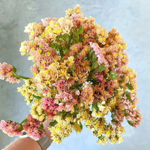 Load image into Gallery viewer, Statice - QIS Apricot Seed
