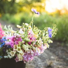 Load image into Gallery viewer, Foxglove - Camelot Mix Seed
