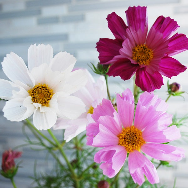 Seashells Mix Cosmos Seed - Specialty Cut Flower Seeds in Canada