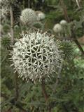 Echinops (Globe Thistle) - Star Frost White Seed