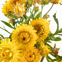 Load image into Gallery viewer, Strawflower - Monstrosum Golden Yellow Seed
