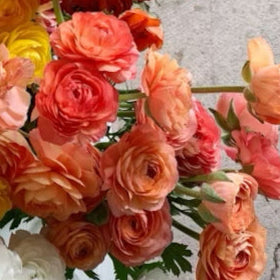 Ranunculus Corms - LaBelle Champagne
